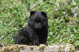 SCHIPPERKE 617